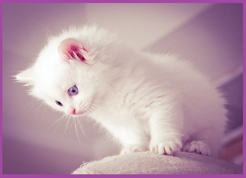 White Kitten with Blue Eyes — Calm, Photograph, Cat, Whiskers