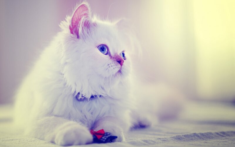 White Kitten with Blue Eyes — Calm, Photograph, Collar