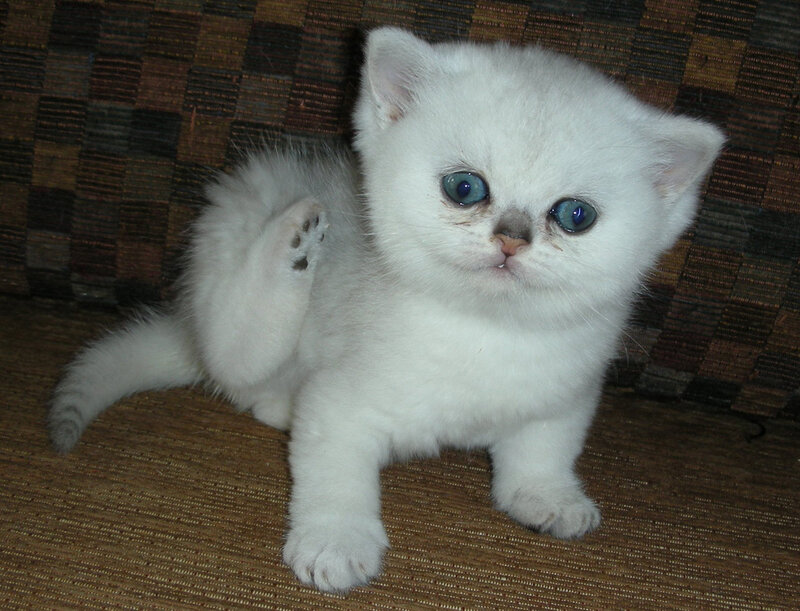 White Kitten with Blue Eyes — Calm, Photograph, Couch, Paw