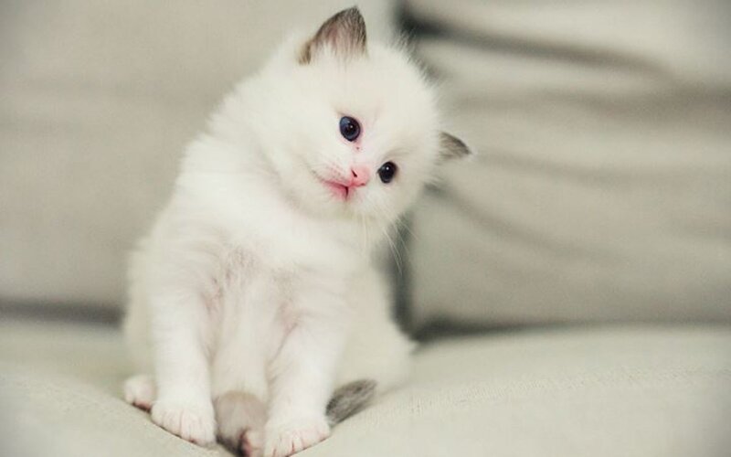 White Kitten with Blue Eyes — Calm, Photograph, Couch