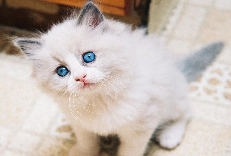 White Kitten with Blue Eyes — Calm, Photograph, Floor