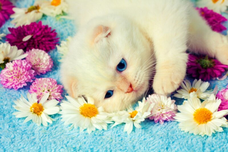 White Kitten with Blue Eyes — Calm, Photograph, Flowers, Blue Blanket