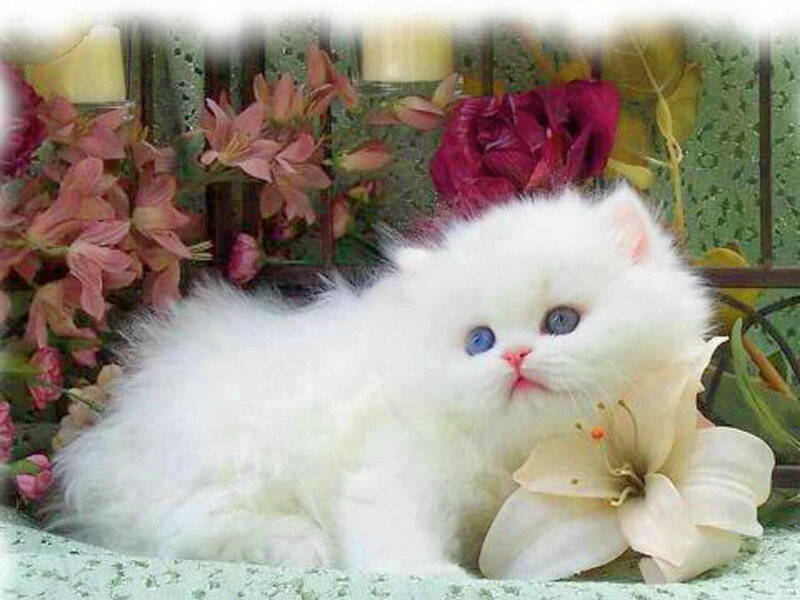 White Kitten with Blue Eyes — Calm, Photograph, Flowers, Candles