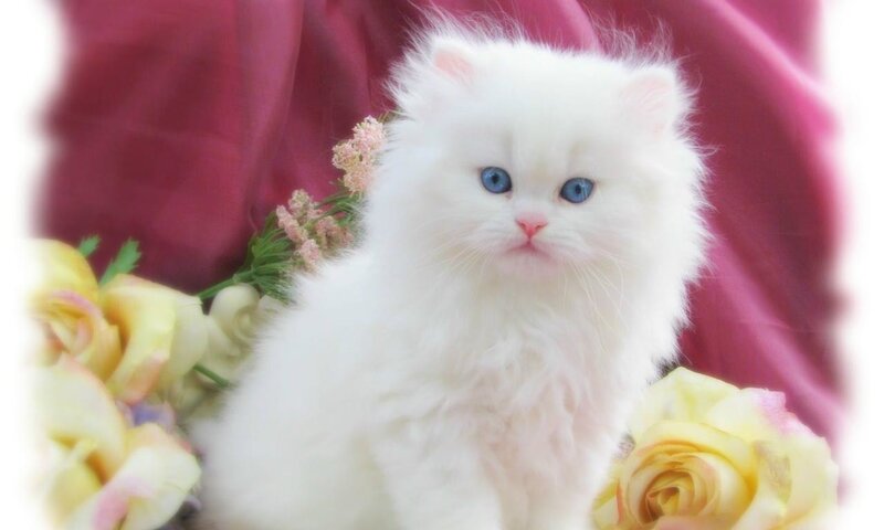 White Kitten with Blue Eyes — Calm, Photograph, Flowers, Fabric