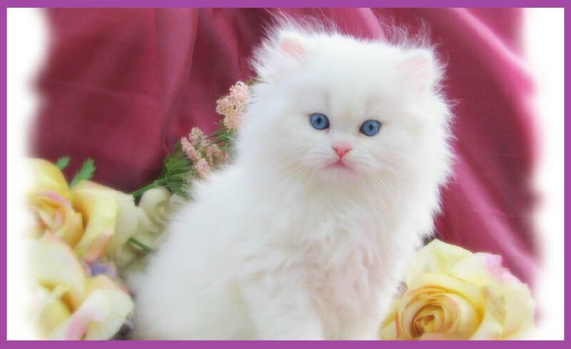 White Kitten with Blue Eyes — Calm, Photograph, Flowers, Roses, Fabric