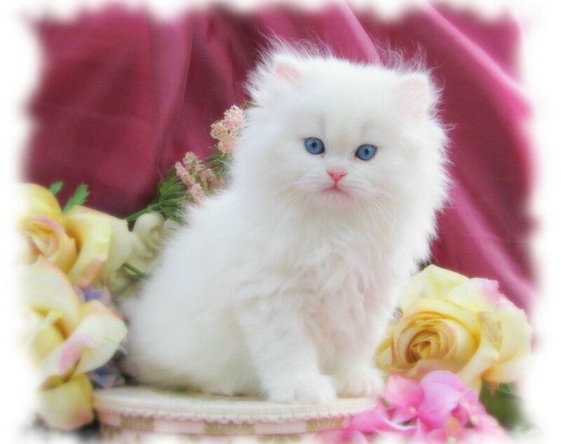 White Kitten with Blue Eyes — Calm, Photograph, Flowers, Roses