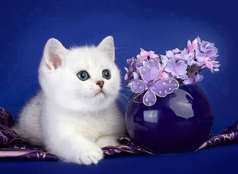 White Kitten with Blue Eyes — Calm, Photograph, Flowers, Vase