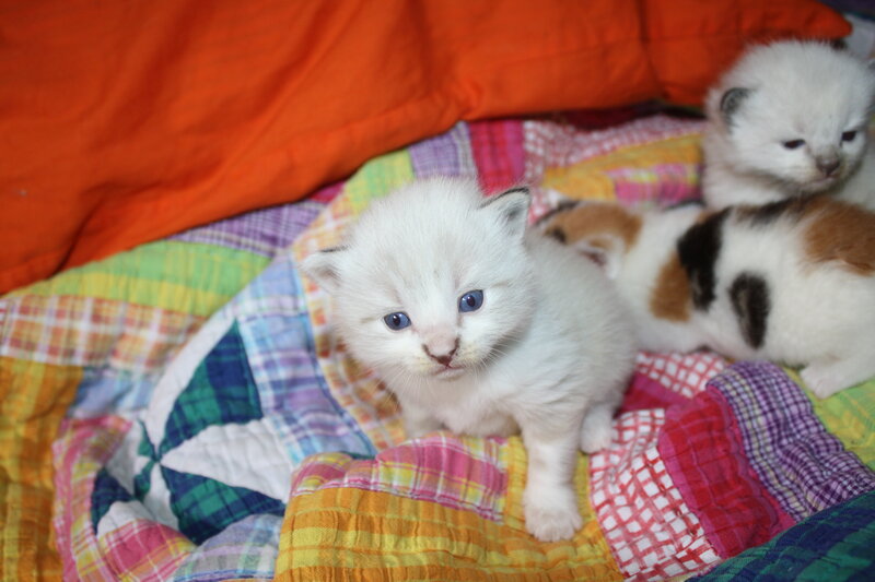 White Kitten with Blue Eyes — Calm, Photograph, Kittens