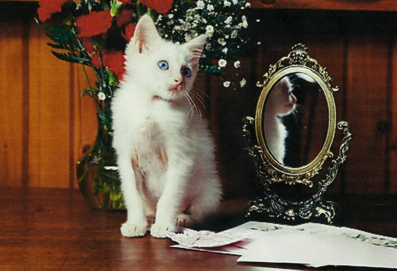 White Kitten with Blue Eyes — Calm, Photograph, Mirror