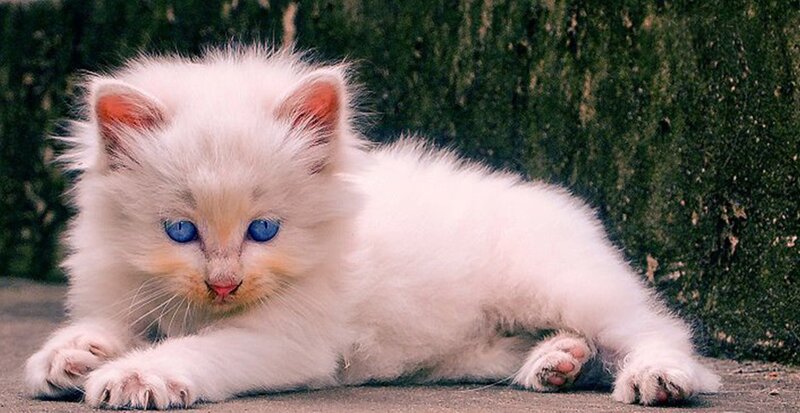 White Kitten with Blue Eyes — Calm, Photograph, Paw, Ground, Green Background