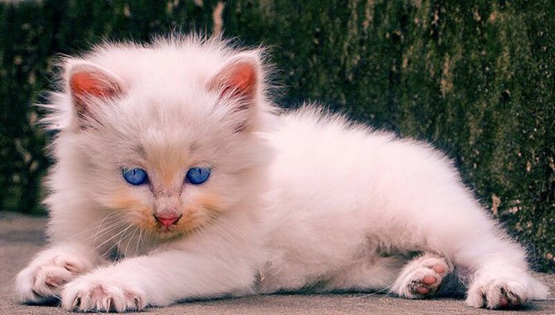 White Kitten with Blue Eyes — Calm, Photograph, Paw, Ground