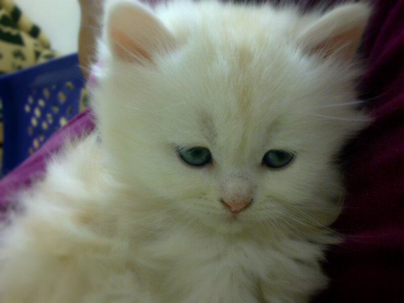 White Kitten with Blue Eyes — Calm, Photograph, Person, Basket