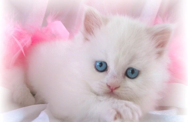 White Kitten with Blue Eyes — Calm, Photograph, Pink Feathers, Fabric