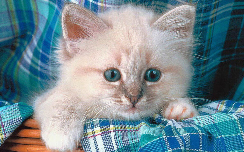White Kitten with Blue Eyes — Calm, Photograph, Plaid Fabric, Basket