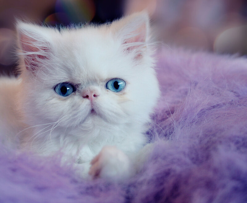 White Kitten with Blue Eyes — Calm, Photograph, Purple Blanket