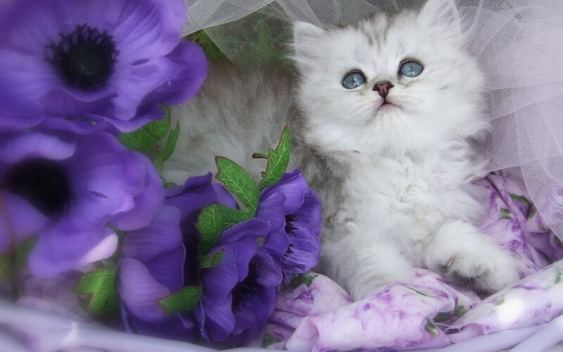 White Kitten with Blue Eyes — Calm, Photograph, Purple Flowers
