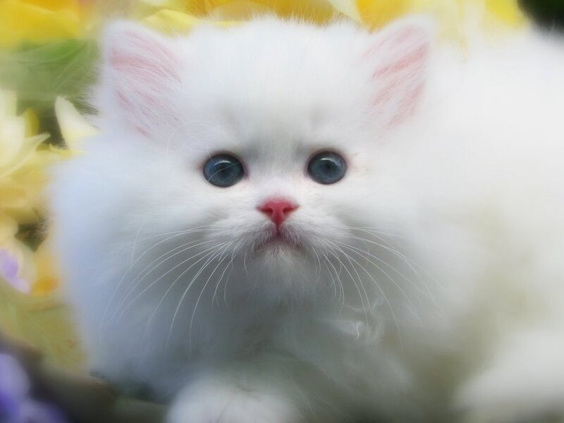 White Kitten with Blue Eyes — Calm, Photograph