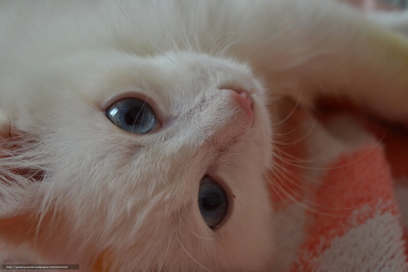White Kitten with Blue Eyes — Calm, Photograph, Whiskers, Blanket