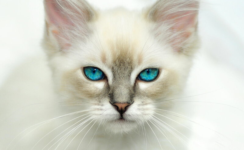 White Kitten with Blue Eyes — Calm, Photograph, Whiskers, Ears