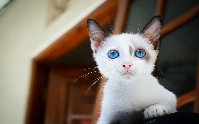 White Kitten with Blue Eyes — Calm, Photograph, Whiskers, Ears, Window