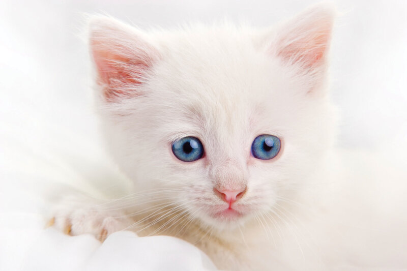 White Kitten with Blue Eyes — Calm, Photograph, Whiskers, Paws, Blanket