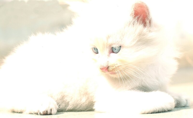 White Kitten with Blue Eyes — Calm, Photograph, Whiskers, Paws
