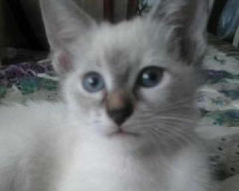 White Kitten with Blue Eyes — Calm, Photograph, Whiskers