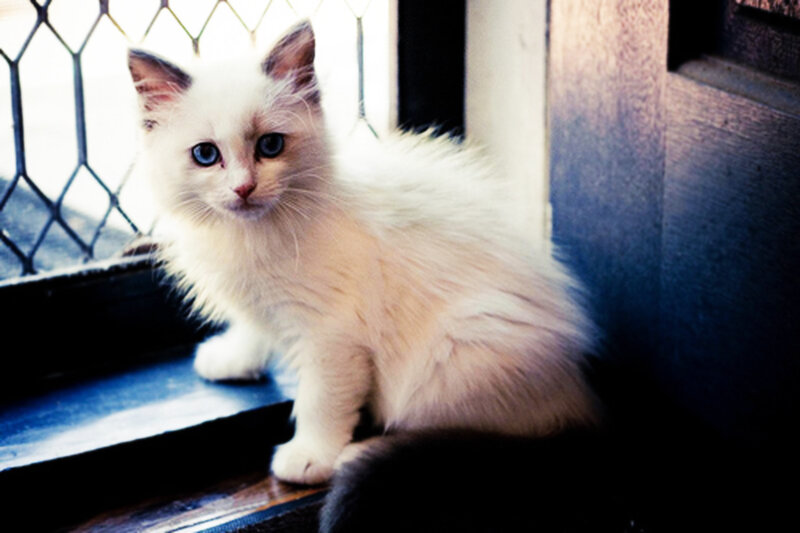 White Kitten with Blue Eyes — Calm, Photograph, Window