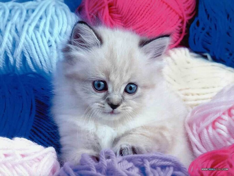 White Kitten with Blue Eyes — Calm, Photograph, Yarn Balls