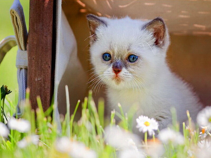 White Kitten with Blue Eyes — Calm, Spring, Photograph