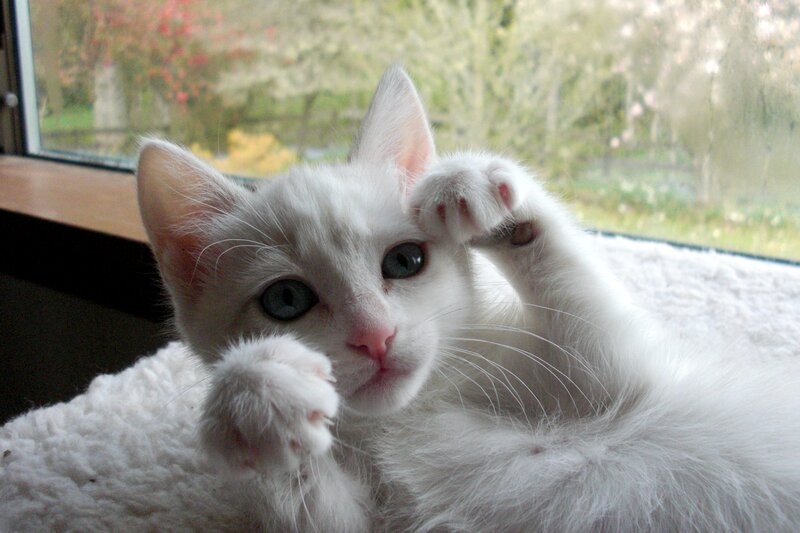 White Kitten with Blue Eyes — Calm, Spring, Photograph, Window