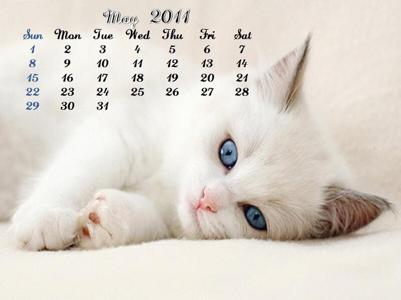 White Kitten with Blue Eyes — Calm, Spring