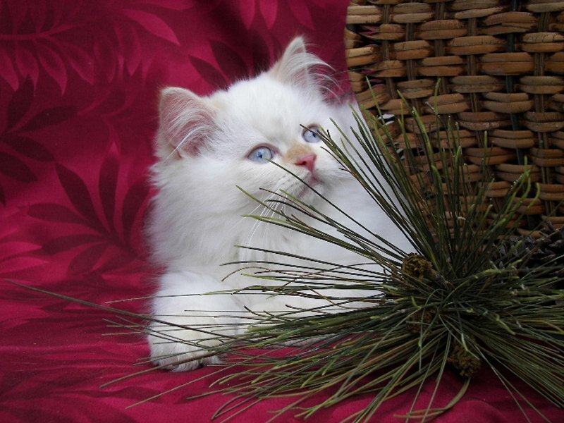 White Kitten with Blue Eyes — Calm