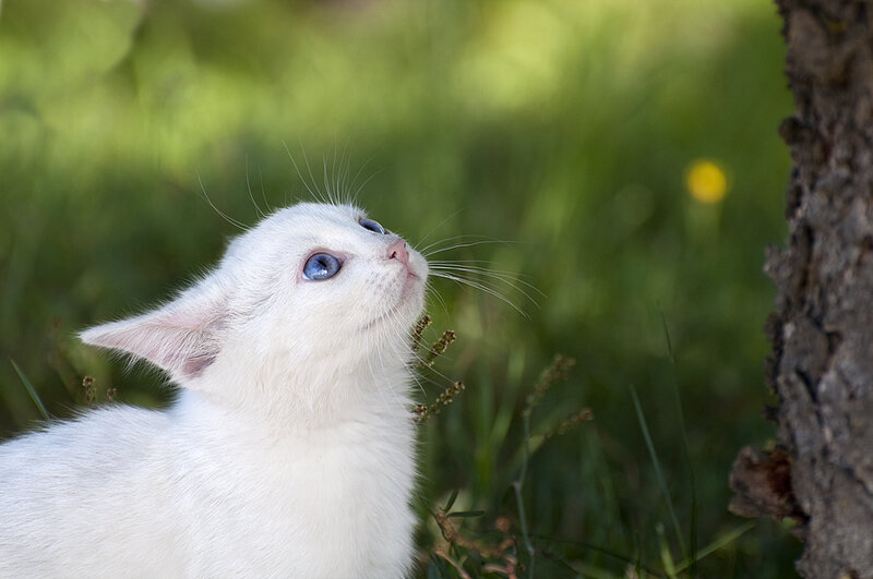 White Kitten with Blue Eyes — Curious, Afternoon