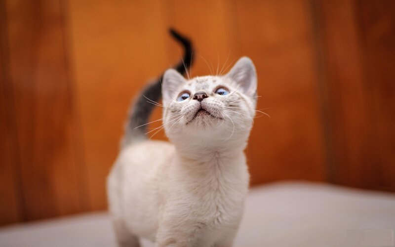 White Kitten with Blue Eyes — Curious, Photograph, Cat