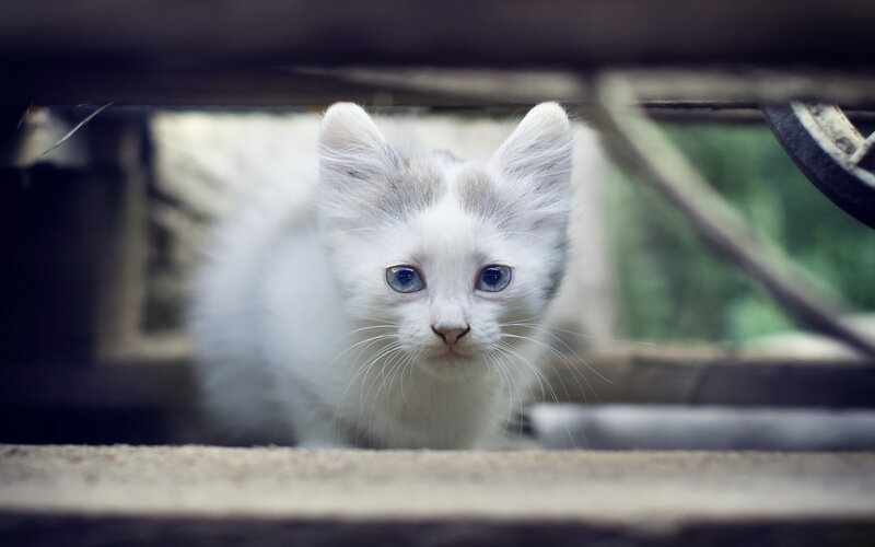 White Kitten with Blue Eyes — Curious, Photograph, Cat, Wheels