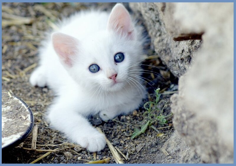 White Kitten with Blue Eyes — Curious, Photograph, Ground