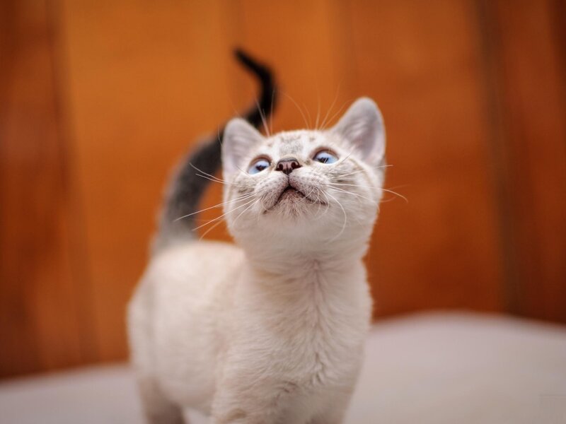 White Kitten with Blue Eyes — Curious, Photograph, Tail