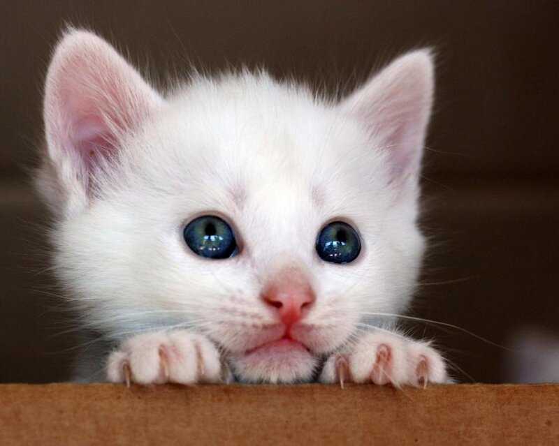 White Kitten with Blue Eyes — Curious, Photograph
