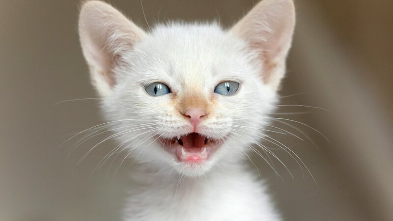 White Kitten with Blue Eyes — Curious, Photograph, Whiskers, Mouth