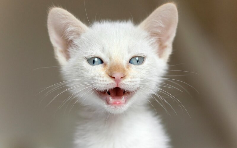 White Kitten with Blue Eyes — Curious, Photograph, Whiskers, Open Mouth