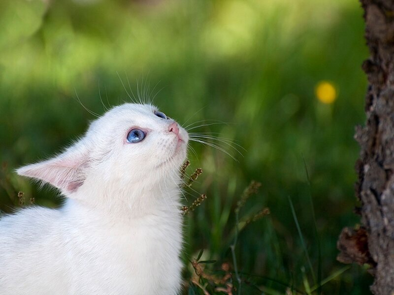 White Kitten with Blue Eyes — Curious