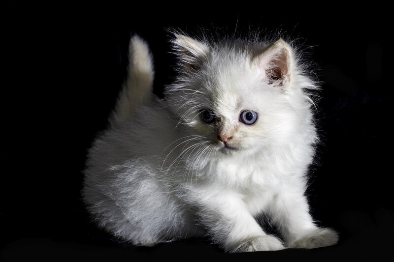 White Kitten with Blue Eyes — Dramatic, Photograph, Black Background