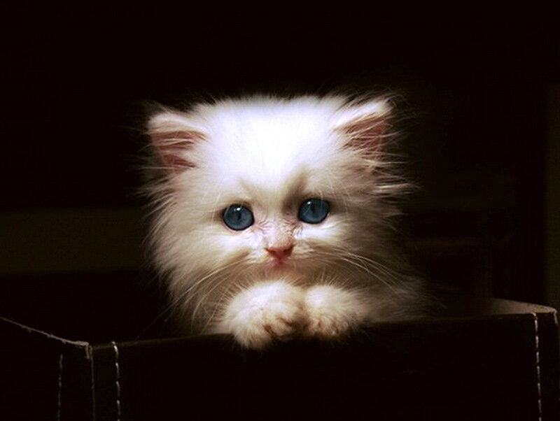 White Kitten with Blue Eyes — Dramatic, Photograph