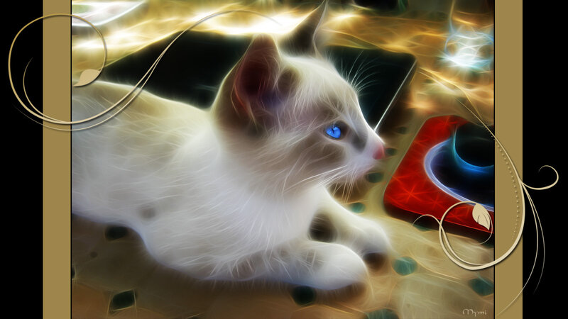 White Kitten with Blue Eyes — Dramatic