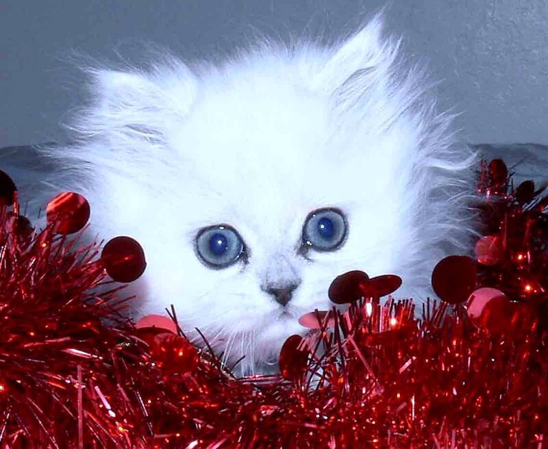 White Kitten with Blue Eyes — Festive, Photograph, Red Tinsel