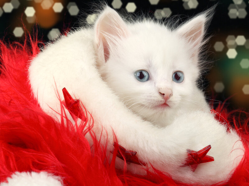 White Kitten with Blue Eyes — Festive, Photograph