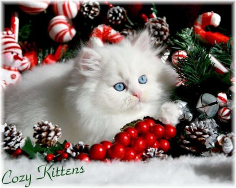 White Kitten with Blue Eyes — Festive