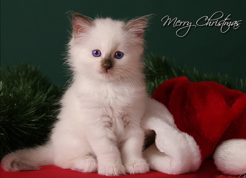White Kitten with Blue Eyes — Festive, Winter