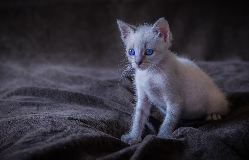 White Kitten with Blue Eyes — Gray